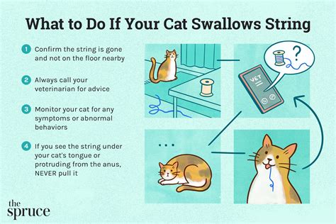 What to Do If Your Cat Swallows a Staple